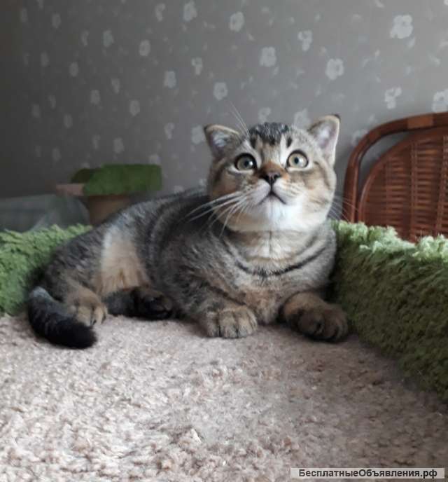 Чудный котенок Бантик