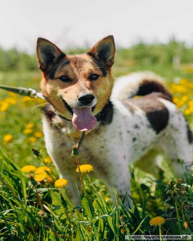 Девочка метис акиты ищет дом