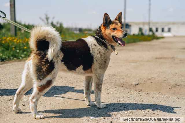 Девочка метис акиты ищет дом