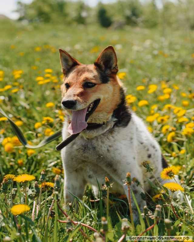 Девочка метис акиты ищет дом