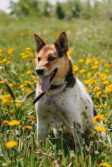 Девочка метис акиты ищет дом