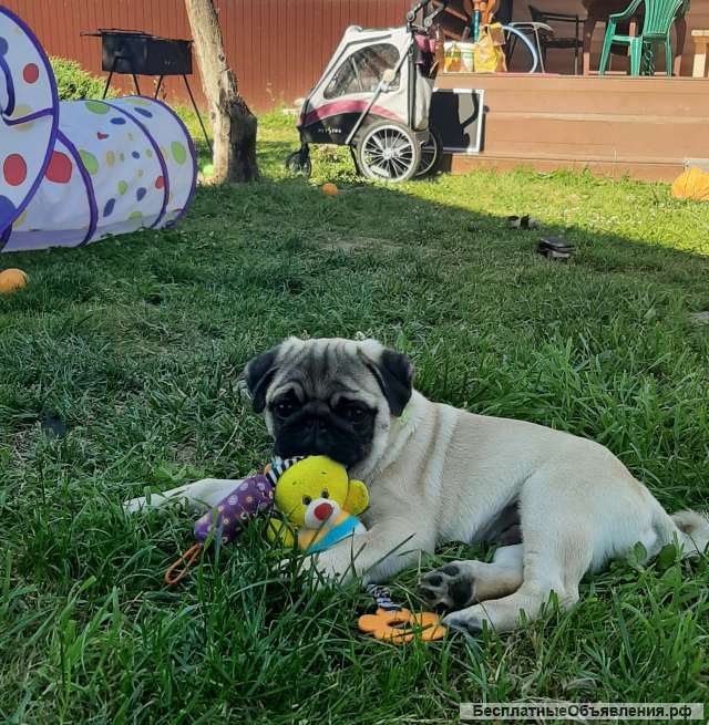 Сказочный ребенок мопса в поисках своей мамочки