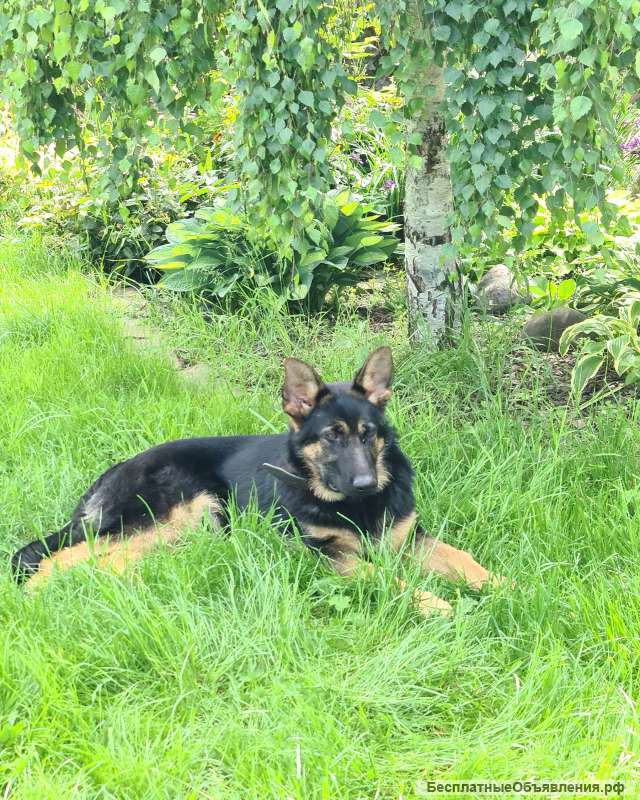 Отдам в хорошие руки щенка (кобель) 7 мес немецкой овчарки