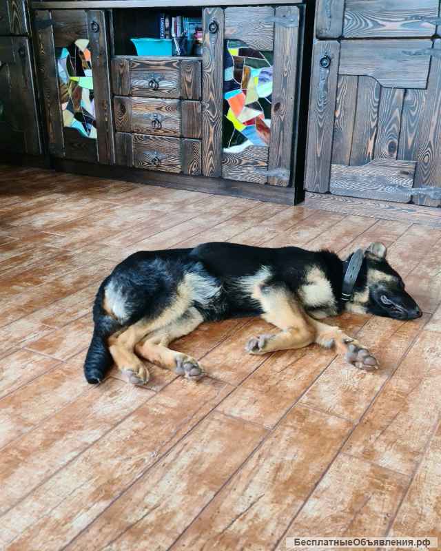 Отдам в хорошие руки щенка (кобель) 7 мес немецкой овчарки