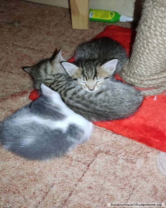 Отдам даром милых месячных котят
