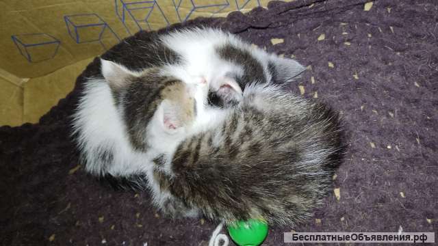 Отдам даром милых месячных котят