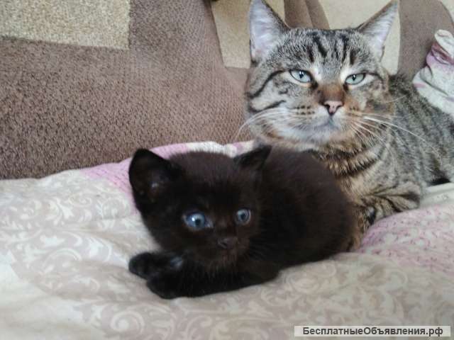 Помогите у кого есть возможность в лечении кота