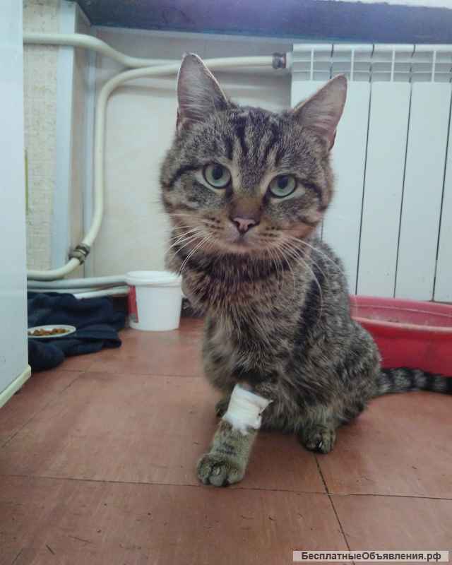 Помогите у кого есть возможность в лечении кота