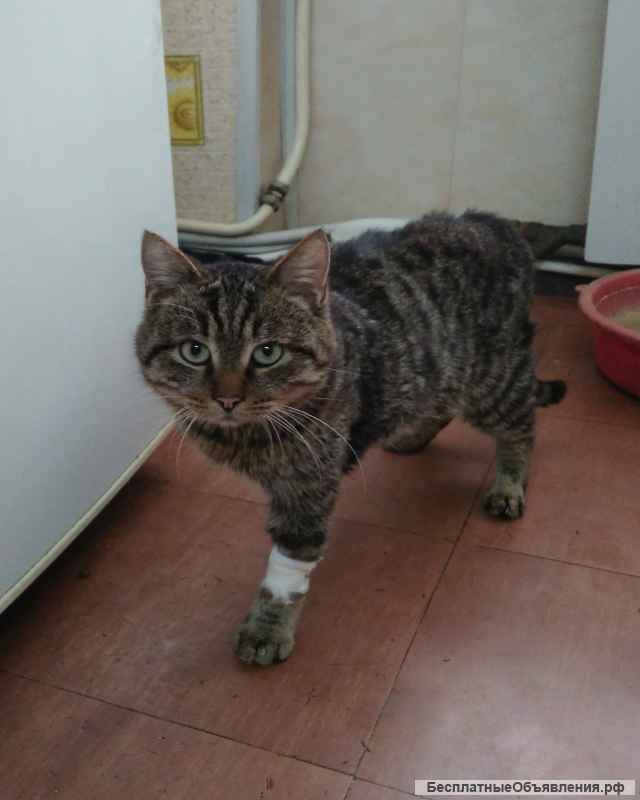 Помогите у кого есть возможность в лечении кота