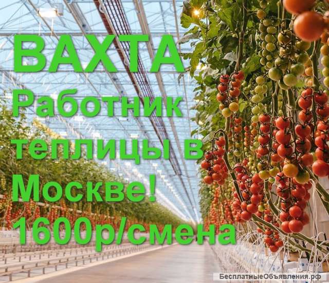 Работник теплицы ВАХТА Москва 15/30/45/60 с питанием