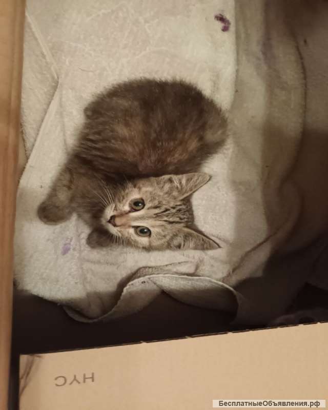 Котята