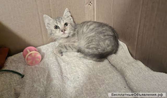 Котята