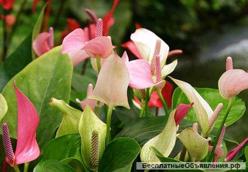 Комнатные растения ()