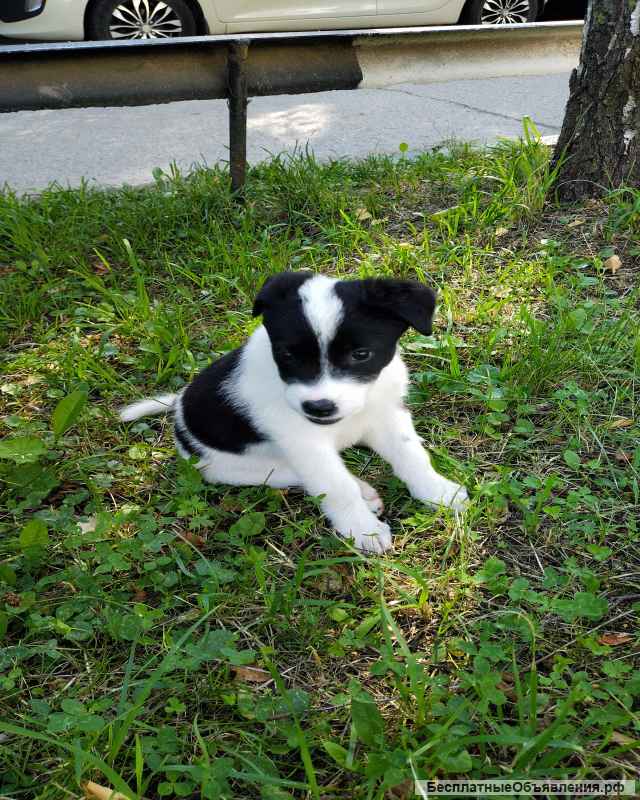 Щенок в добрые руки