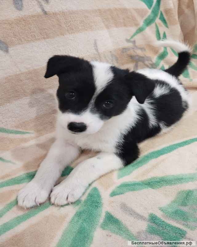 Щенок в добрые руки