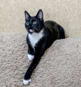 Котенок-подросток девочка Коко в добрые руки