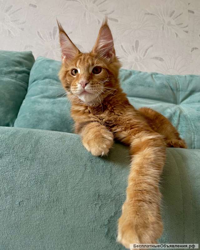 Котята мейн-кун