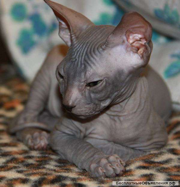 Голые котята
