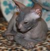 Голые котята