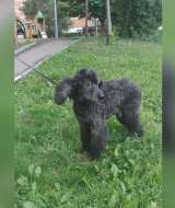 Почти Король пёс Вилли в добрые руки