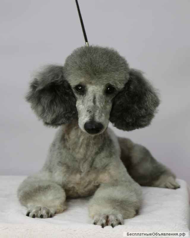 Необычайной красоты пёс Снупи в добрые руки