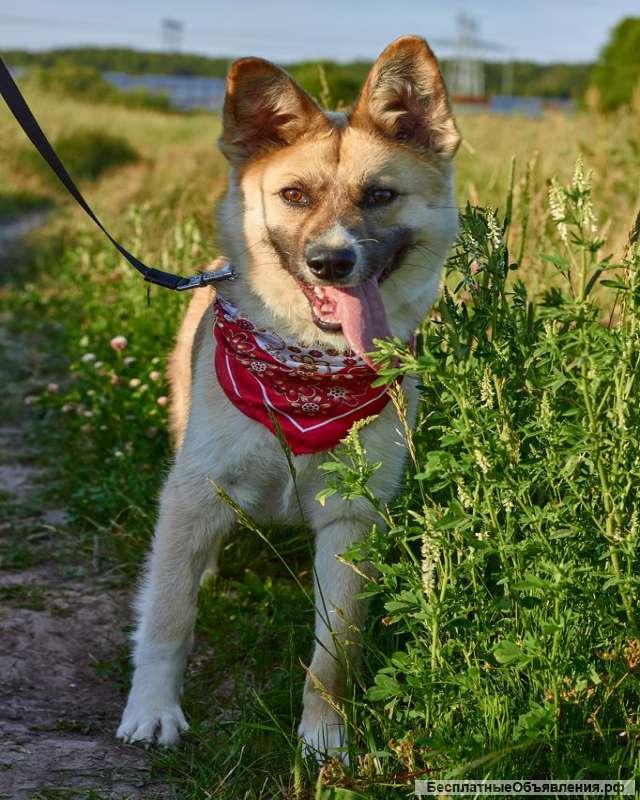 Ласковый и добрый пёс Рафаэль в добрые руки