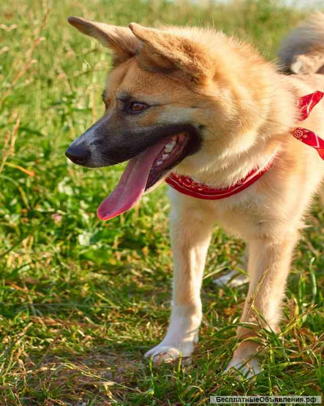 Ласковый и добрый пёс Рафаэль в добрые руки