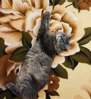 У кота умер хозяин он остался один в квартире