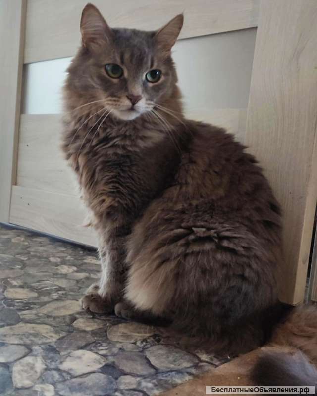 У кота умер хозяин он остался один в квартире