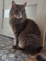 У кота умер хозяин он остался один в квартире