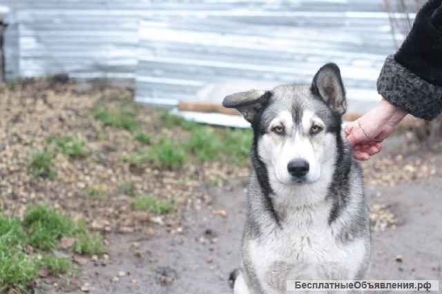 Ищет дом Красавица и Умница НОЛА, что значит Победительница