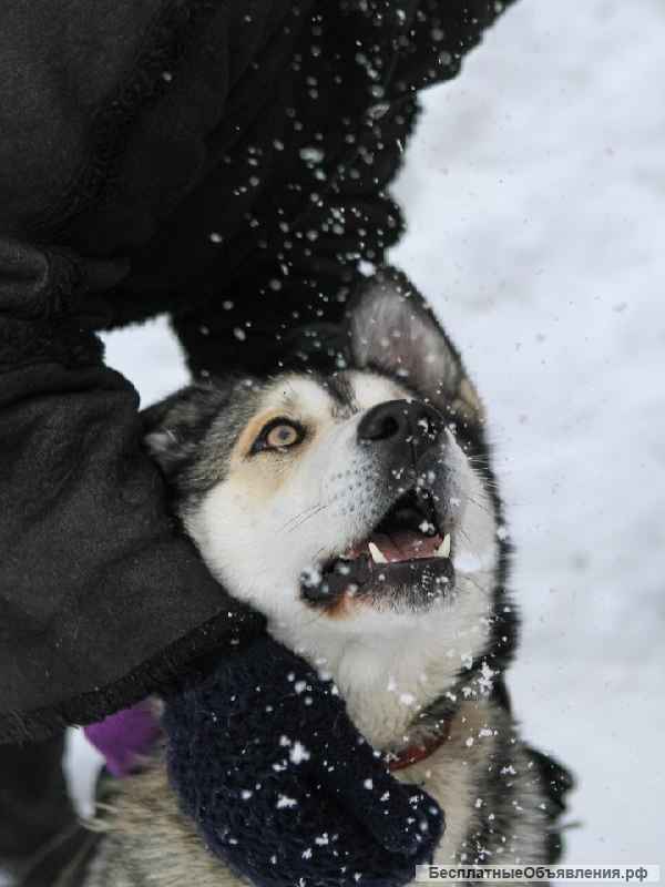Ищет дом Красавица и Умница НОЛА, что значит Победительница