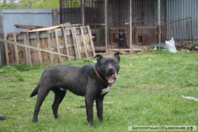 Метис стаффа ищет дом