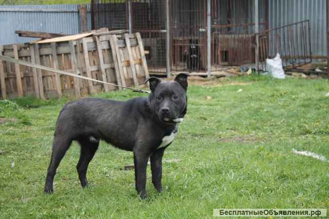 Метис стаффа ищет дом