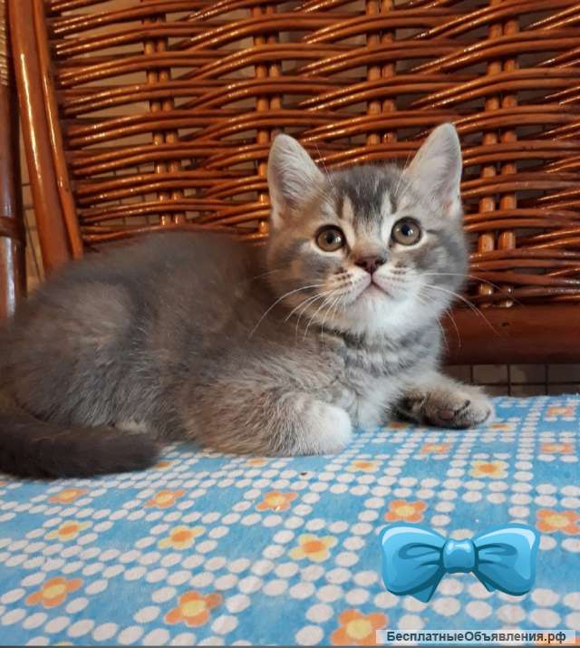 Изумительный котенок