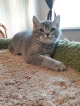 Изумительный котенок