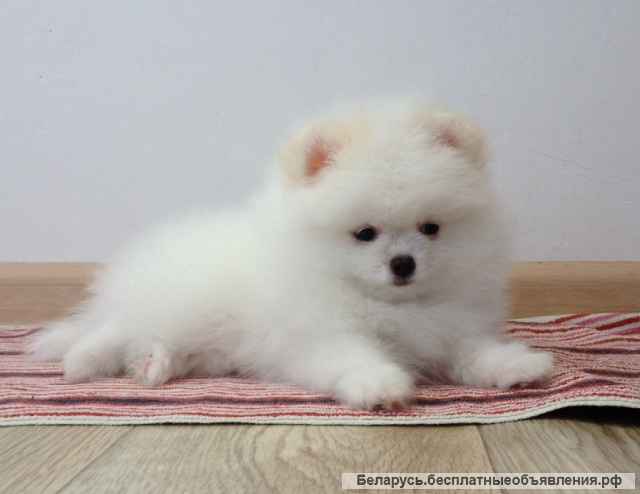 Померанский шпиц