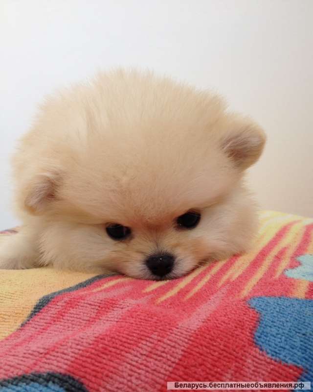 Миниатюрный шпиц-мальчик