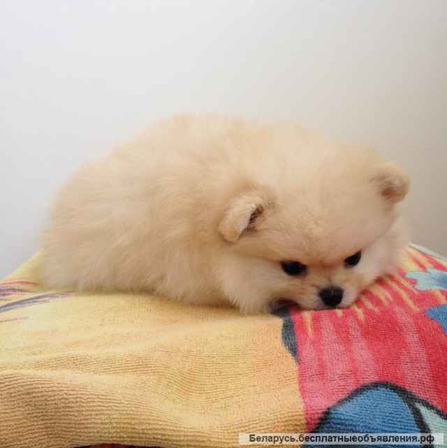 Миниатюрный шпиц-мальчик