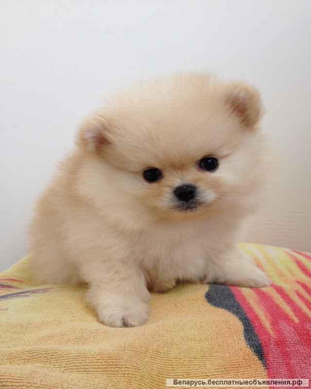 Миниатюрный шпиц-мальчик