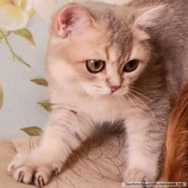 Британские котята