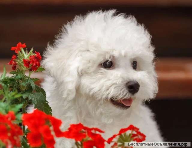 Щенки Бишон-Фризе