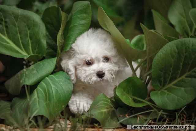 Щенки Бишон-Фризе