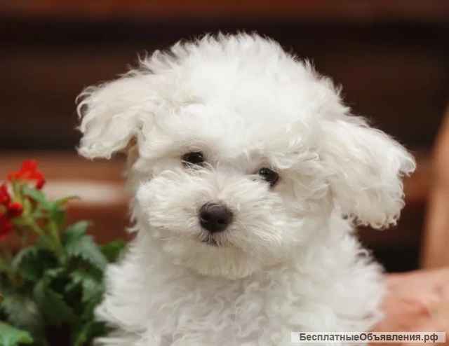 Щенки Бишон-Фризе