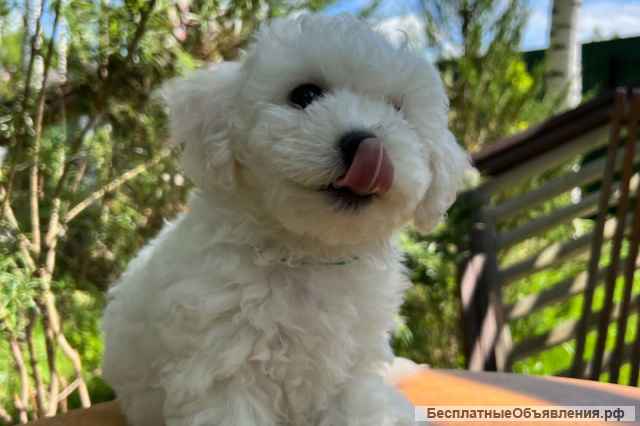 Щенки Бишон-Фризе