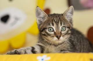 Котёнок Пифагор в самые добрые руки