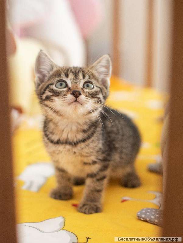 Котёнок Пифагор в самые добрые руки