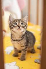 Котёнок Пифагор в самые добрые руки