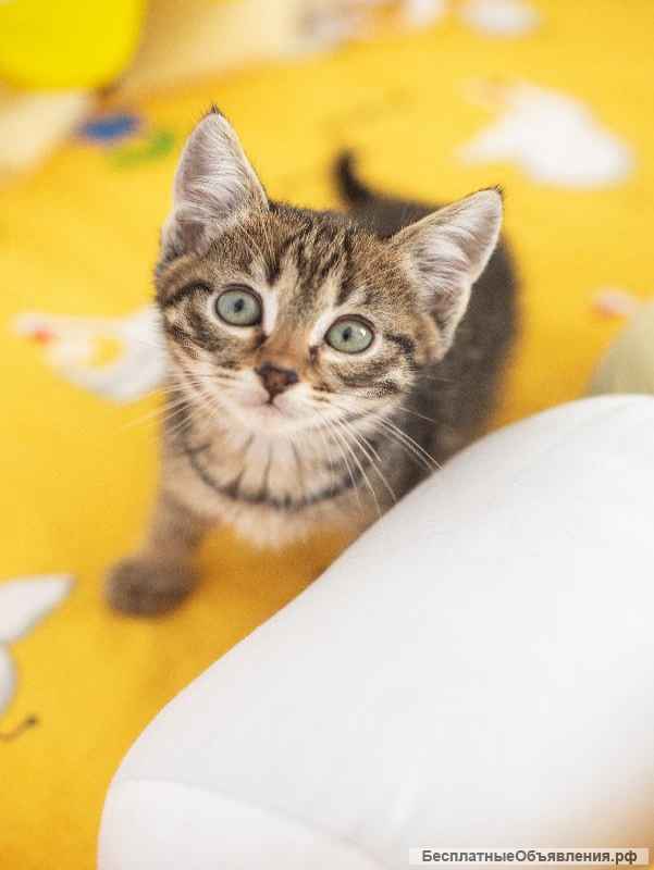 Котёнок Пифагор в самые добрые руки