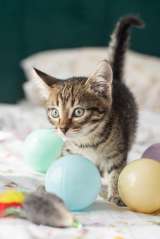 Котёнок Пифагор в самые добрые руки